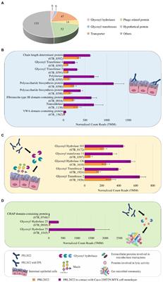 Identification of a prototype human gut Bifidobacterium longum subsp. longum strain based on comparative and functional genomic approaches